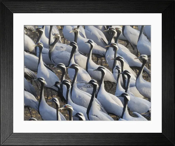 Framed Print : Demoiselle Crane - Massed flock at feeding station Grus virgo Khichan, Rajasthan, India BI032784 Framed Print : Demoiselle Crane - Massed flock at feeding station Grus virgo Khichan, Rajasthan, India BI032784