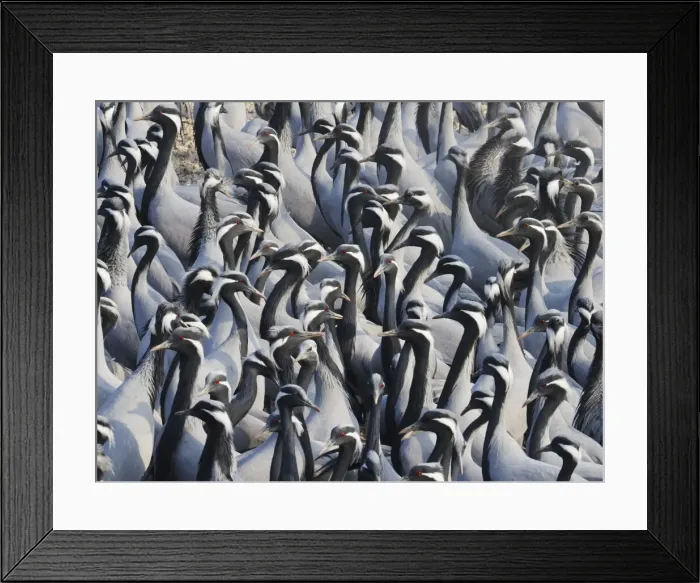Framed Print : Demoiselle Crane - Massed flock at feeding station Grus virgo Khichan, Rajasthan, India BI032791