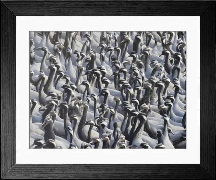 Framed Print : Demoiselle Crane - Massed flock at feeding station Grus virgo Khichan, Rajasthan, India BI032793 Framed Print : Demoiselle Crane - Massed flock at feeding station Grus virgo Khichan, Rajasthan, India BI032793