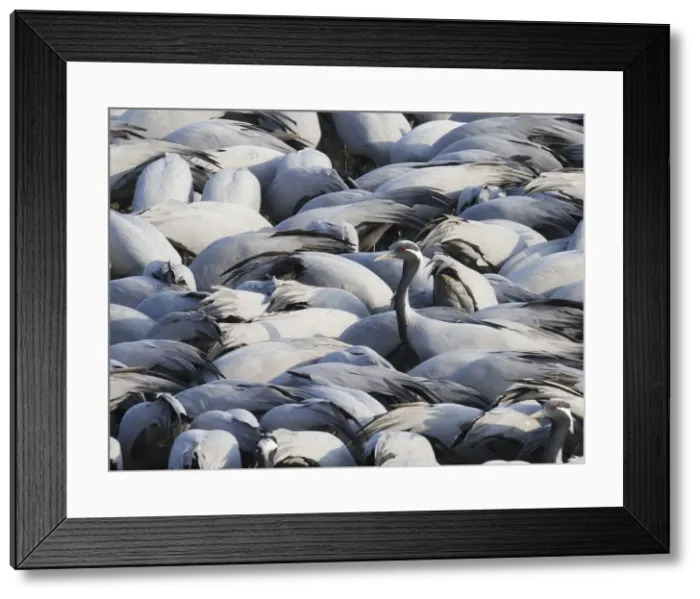 Framed Print : Demoiselle Crane - One amongst many at feeding station Grus virgo Khichan, Rajasthan, India BI032810 Framed Print : Demoiselle Crane - One amongst many at feeding station Grus virgo Khichan, Rajasthan, India BI032810