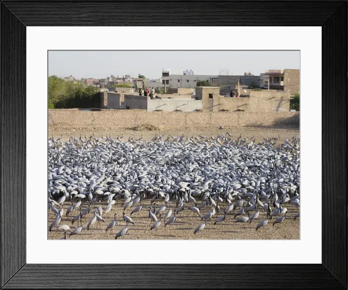 Framed Print : Demoiselle Crane Centre Grus virgo Khichan, Rajasthan, India BI032818