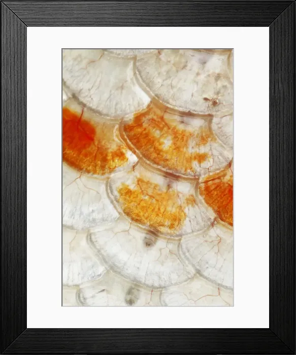 Framed Print : Koi Carp Fish Scales FI000054 Framed Print : Koi Carp Fish Scales FI000054