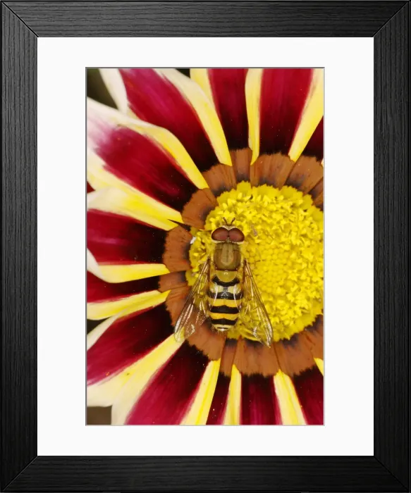 Framed Print : Hoverfly male on Gazania Flower Syrphus species Essex, UK IN001075 Framed Print : Hoverfly male on Gazania Flower Syrphus species Essex, UK IN001075