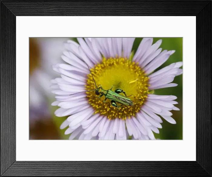 Framed Print : Thick-legged Flower Beetle - on Erigeron Daisy Flower Oedemera nobilis Essex, UK IN001101 Framed Print : Thick-legged Flower Beetle - on Erigeron Daisy Flower Oedemera nobilis Essex, UK IN001101