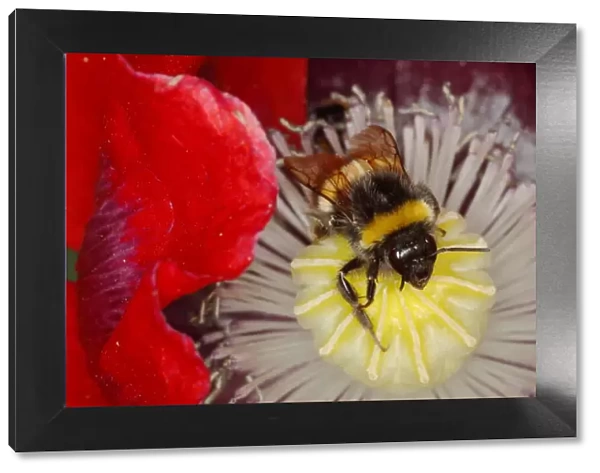 Buff-tailed Bumblebee - on Opium Poppy Flower Bombus terrestris Essex, UK IN001111