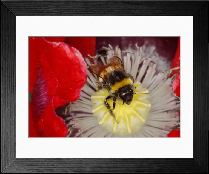 Framed Print : Buff-tailed Bumblebee - on Opium Poppy Flower Bombus terrestris Essex, UK IN001111 Framed Print : Buff-tailed Bumblebee - on Opium Poppy Flower Bombus terrestris Essex, UK IN001111