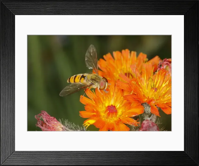 Framed Print : Marmalade Hoverfly - on Orange Flower Episyrphus baleatus Essex, UK IN001116 Framed Print : Marmalade Hoverfly - on Orange Flower Episyrphus baleatus Essex, UK IN001116
