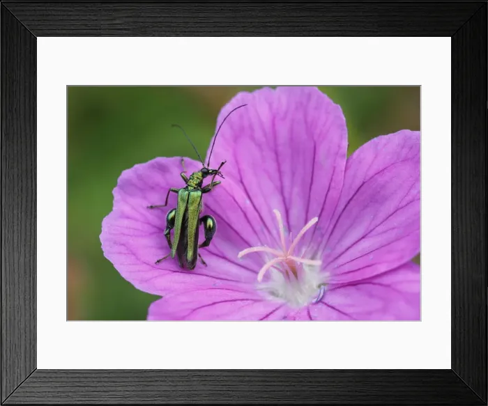 Framed Print : Thick-legged Flower Beetle - on Geranium flower Oedemera nobilis Essex, UK IN001121 Framed Print : Thick-legged Flower Beetle - on Geranium flower Oedemera nobilis Essex, UK IN001121
