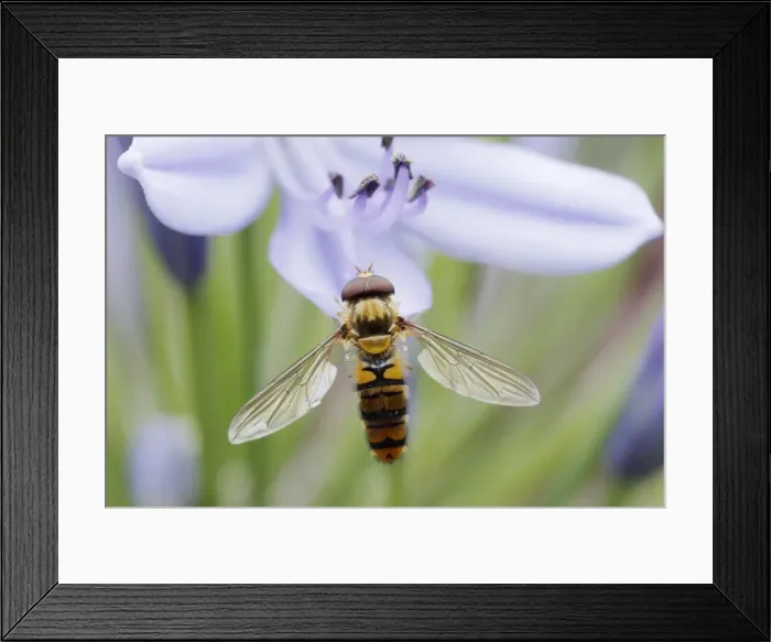 Framed Print : Marmalade Hoverfly - on Agapanthus Flower Episyrphus balteatus Essex, UK IN001143 Framed Print : Marmalade Hoverfly - on Agapanthus Flower Episyrphus balteatus Essex, UK IN001143