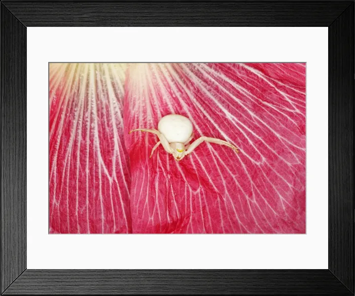 Framed Print : Crab Spider - in Hollyhock Flower Misumena vatia Essex, UK IN001157 Framed Print : Crab Spider - in Hollyhock Flower Misumena vatia Essex, UK IN001157