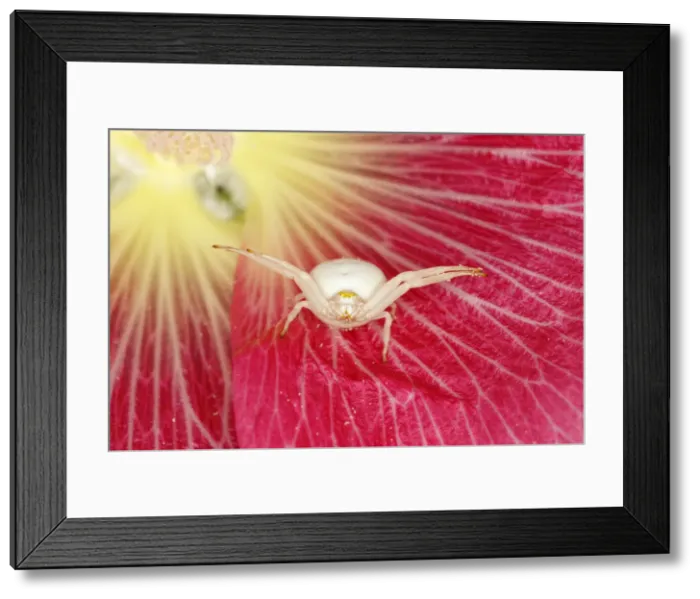 Framed Print : Crab Spider - in Hollyhock Flower Misumena vatia Essex, UK IN001160 Framed Print : Crab Spider - in Hollyhock Flower Misumena vatia Essex, UK IN001160