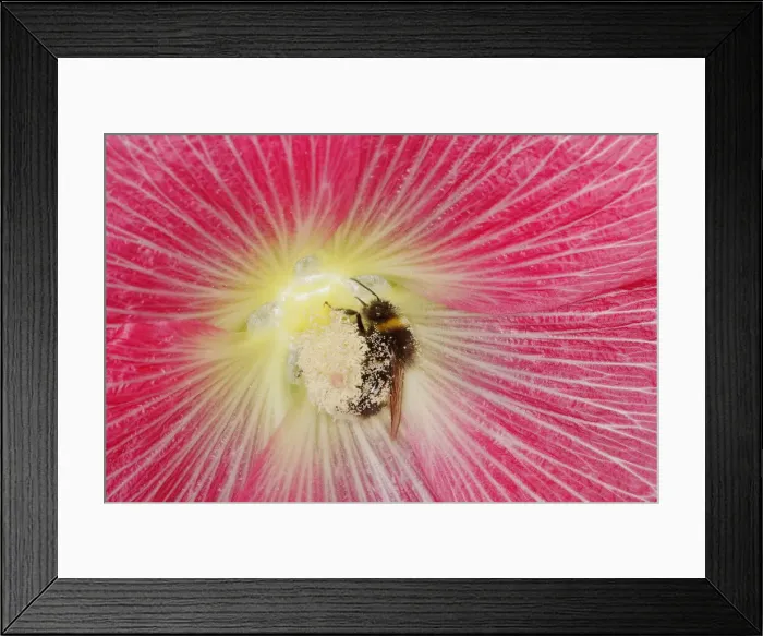Framed Print : Buff-tailed bumblebee - feeding on Hollyhock Flower Bombus terrestris Essex, UK IN001165 Framed Print : Buff-tailed bumblebee - feeding on Hollyhock Flower Bombus terrestris Essex, UK IN001165