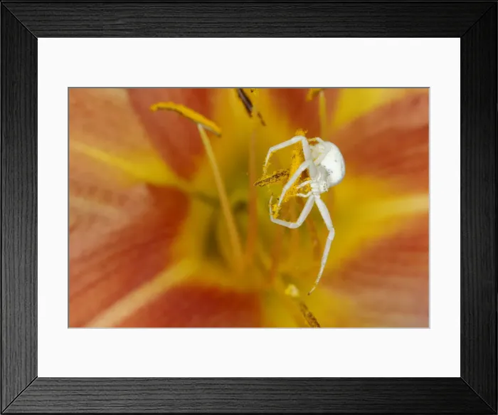 Framed Print : Crab Spider - on Hemerocallis Flower Misumena vatia Essex, UK IN001184 Framed Print : Crab Spider - on Hemerocallis Flower Misumena vatia Essex, UK IN001184