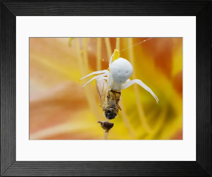 Framed Print : Crab Spider - on Hemerocallis Flower with Hoverfly Prey Misumena vatia Essex, UK IN001190 Framed Print : Crab Spider - on Hemerocallis Flower with Hoverfly Prey Misumena vatia Essex, UK IN001190