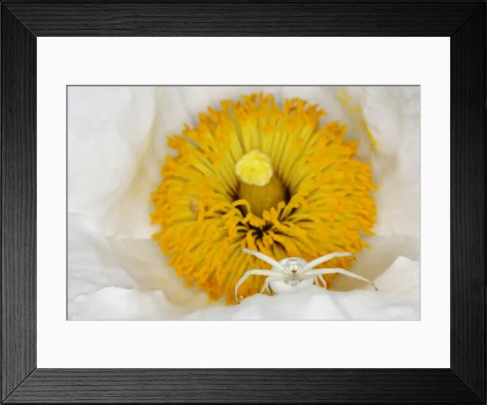 Framed Print : Crab Spider - in Romneya Flower Misumena vatia Essex, UK IN001206