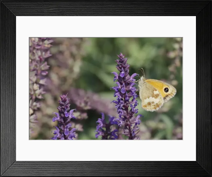 Framed Print : Gatekeeper Butterfly - feeding on garden flowers Pyronia tithonus Essex, UK IN001224 Framed Print : Gatekeeper Butterfly - feeding on garden flowers Pyronia tithonus Essex, UK IN001224