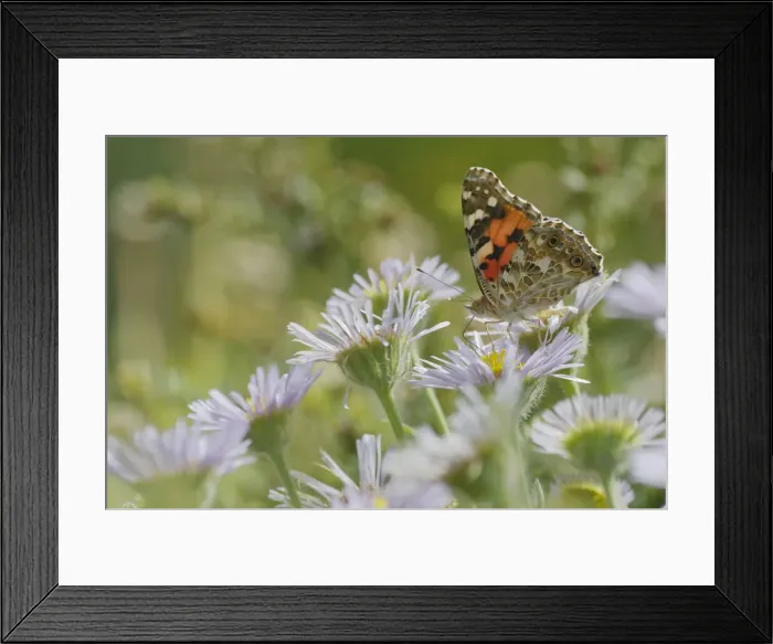 Framed Print : Painted Lady Butterfly - feeding on Erigeron Daisy Venessa cardui Essex, UK IN001247 Framed Print : Painted Lady Butterfly - feeding on Erigeron Daisy Venessa cardui Essex, UK IN001247