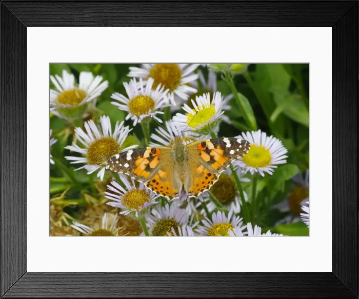 Framed Print : Painted Lady Butterfly - feeding on Erigeron Daisy Venessa cardui Essex, UK IN001251 Framed Print : Painted Lady Butterfly - feeding on Erigeron Daisy Venessa cardui Essex, UK IN001251
