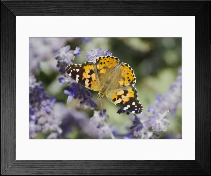 Framed Print : Painted Lady Butterfly - feeding on Lavender flower Venessa cardui Essex, UK IN001293 Framed Print : Painted Lady Butterfly - feeding on Lavender flower Venessa cardui Essex, UK IN001293