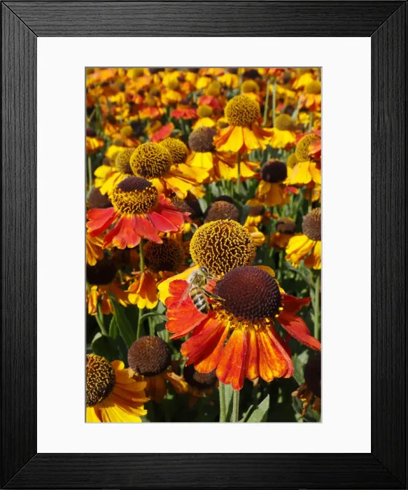 Framed Print : Honeybee - feeding on Helenium flower Apis mellifera Essex, UK IN001299 Framed Print : Honeybee - feeding on Helenium flower Apis mellifera Essex, UK IN001299
