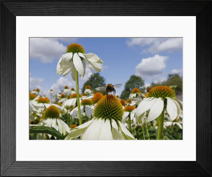 Framed Print : Buff-tailed Bumblebee - feeding on Echinacea flower Bombus terrestris Essex, UK IN001303 Framed Print : Buff-tailed Bumblebee - feeding on Echinacea flower Bombus terrestris Essex, UK IN001303