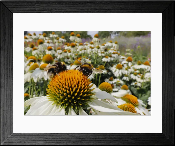 Framed Print : Buff-tailed Bumblebee - feeding on Echinacea flower Bombus terrestris Essex, UK IN001308 Framed Print : Buff-tailed Bumblebee - feeding on Echinacea flower Bombus terrestris Essex, UK IN001308