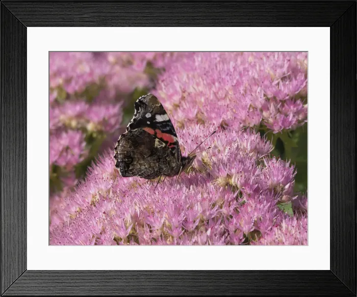 Framed Print : Red Admiral Butterly - feeding on Sedum Flowers Venessa atalanta Essex, UK IN001314