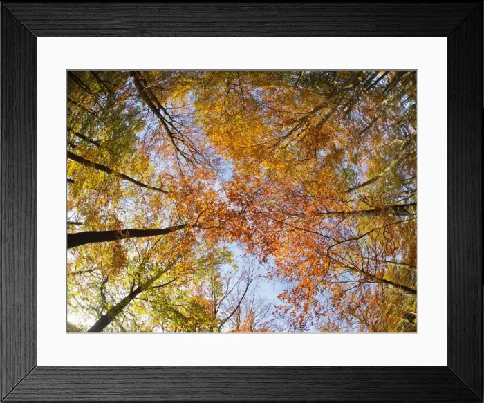 Framed Print : Autumn Beech Forest - fisheye view Fagus Sylvatica Thordon Park Essex, UK LA009554 Framed Print : Autumn Beech Forest - fisheye view Fagus Sylvatica Thordon Park Essex, UK LA009554