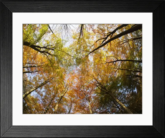 Framed Print : Autumn Beech Forest - fisheye view Fagus Sylvatica Thordon Park Essex, UK LA009557 Framed Print : Autumn Beech Forest - fisheye view Fagus Sylvatica Thordon Park Essex, UK LA009557