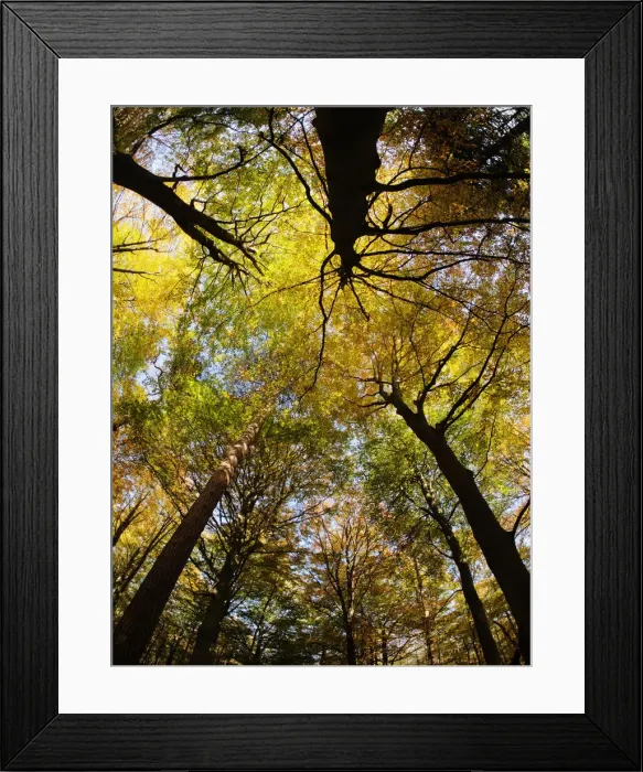 Framed Print : Autumn Beech Forest - fisheye view Fagus Sylvatica Thordon Park Essex, UK LA009566 Framed Print : Autumn Beech Forest - fisheye view Fagus Sylvatica Thordon Park Essex, UK LA009566