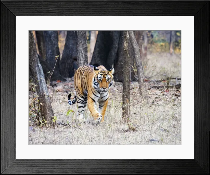 Framed Print : Bengal Tiger - female Noor walking through forest Panthera tigris tigris Ranthambore National Park Rajastan, India MA003532 Framed Print : Bengal Tiger - female Noor walking through forest Panthera tigris tigris Ranthambore National Park Rajastan, India MA003532