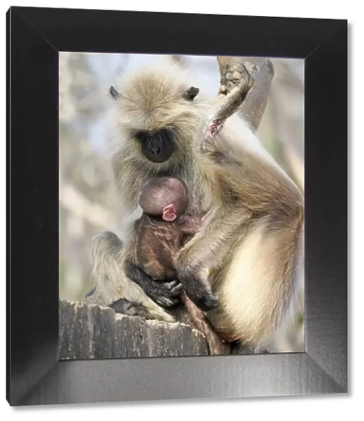 Northern Plains Grey Langur - mother with new born baby Semnopithecus entellus Rajasthan, India MA003949