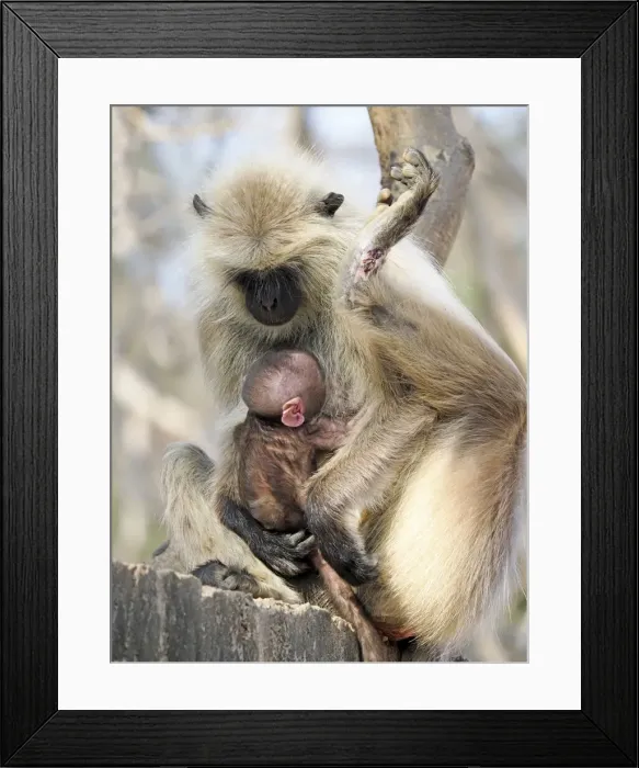 Framed Print : Northern Plains Grey Langur - mother with new born baby Semnopithecus entellus Rajasthan, India MA003949 Framed Print : Northern Plains Grey Langur - mother with new born baby Semnopithecus entellus Rajasthan, India MA003949