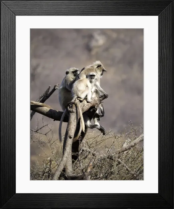Framed Print : Northern Plains Grey Langur - adult and young Semnopithecus entellus Rajasthan, India MA003959 Framed Print : Northern Plains Grey Langur - adult and young Semnopithecus entellus Rajasthan, India MA003959