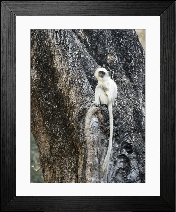Framed Print : Northern Plains Grey Langur - youngster Semnopithecus entellus Rajasthan, India MA003969 Framed Print : Northern Plains Grey Langur - youngster Semnopithecus entellus Rajasthan, India MA003969