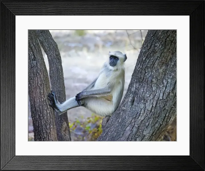 Framed Print : Northern Plains Grey Langur Semnopithecus entellus Rajasthan, India MA003972 Framed Print : Northern Plains Grey Langur Semnopithecus entellus Rajasthan, India MA003972