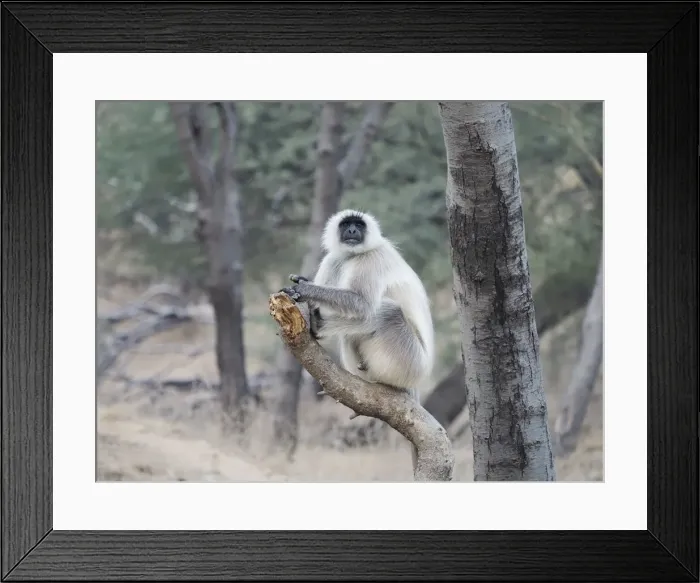 Framed Print : Northern Plains Grey Langur Semnopithecus entellus Rajasthan, India MA003974 Framed Print : Northern Plains Grey Langur Semnopithecus entellus Rajasthan, India MA003974