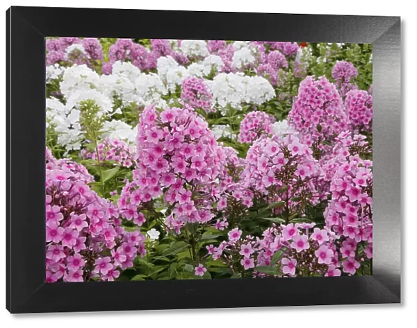Garden Phlox - Pink and White Phlox paniculata Essex. UK PL002355