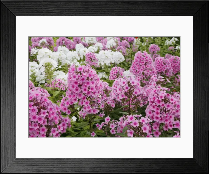 Framed Print : Garden Phlox - Pink and White Phlox paniculata Essex. UK PL002355 Framed Print : Garden Phlox - Pink and White Phlox paniculata Essex. UK PL002355
