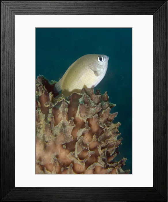 Framed Print : UW ET 1805 07 Framed Print : UW ET 1805 07
