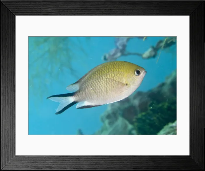 Framed Print : UW ET 1805 17 Framed Print : UW ET 1805 17