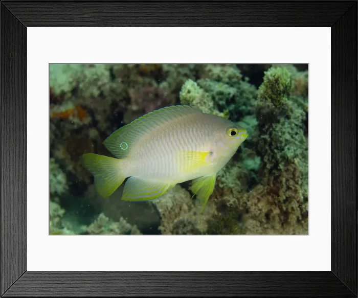 Framed Print : UW ET 1805 33 Framed Print : UW ET 1805 33