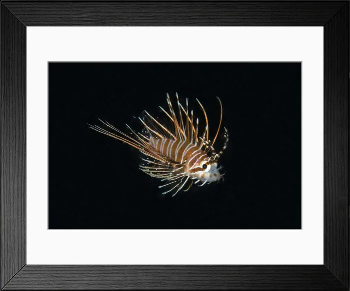 Framed Print : UW ET 1806 11 Framed Print : UW ET 1806 11