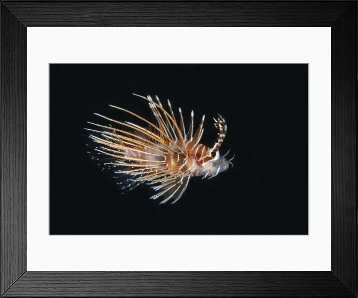 Framed Print : UW ET 1806 14 Framed Print : UW ET 1806 14