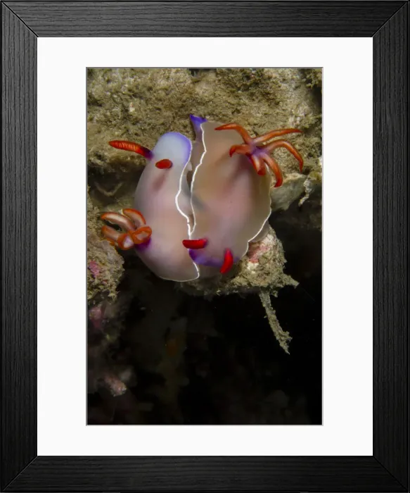 Framed Print : UW ET 1806 24 Framed Print : UW ET 1806 24