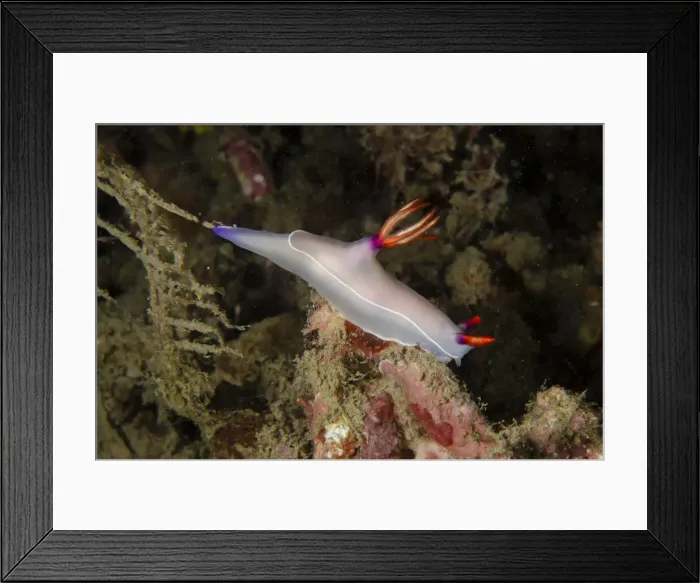 Framed Print : UW ET 1806 21 Framed Print : UW ET 1806 21