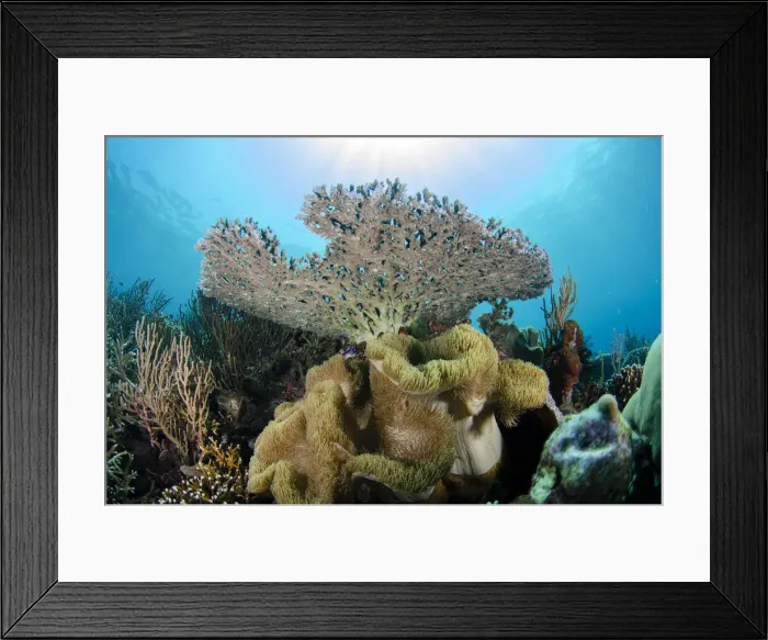 Framed Print : UW ET 1808 17 Framed Print : UW ET 1808 17