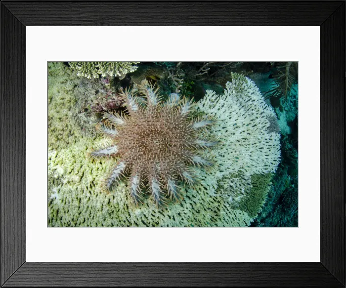 Framed Print : UW ET 1808 30 Framed Print : UW ET 1808 30