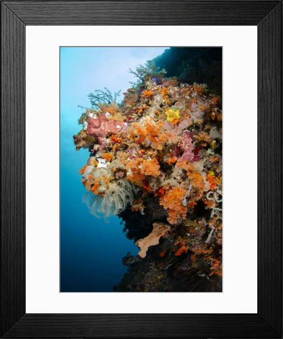 Framed Print : UW ET 1809 47 Framed Print : UW ET 1809 47