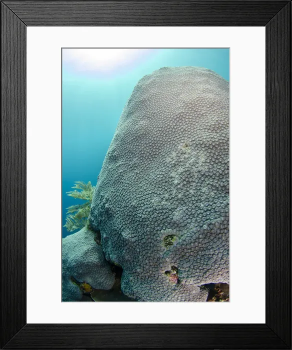 Framed Print : UW ET 1809 54 Framed Print : UW ET 1809 54
